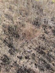 Marasmodes defoliata