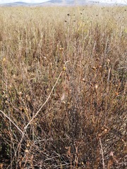 Marasmodes defoliata