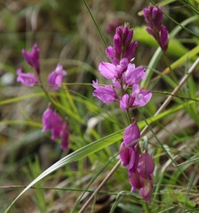 Polygala nicaeensis