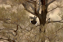 Pomatostomus ruficeps