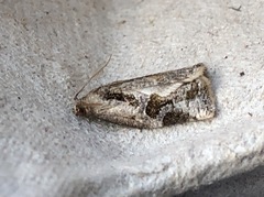 Archips grisea