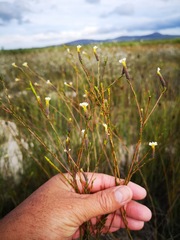 Lachnaea capitata