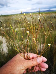 Lachnaea capitata