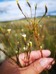 Lachnaea capitata