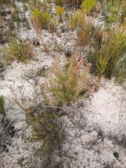 Leucadendron cinereum