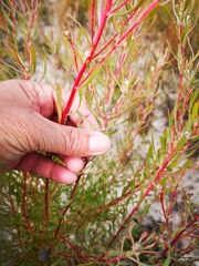 Leucadendron cinereum