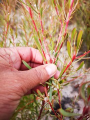 Leucadendron cinereum