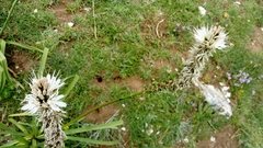 Asphodelus macrocarpus