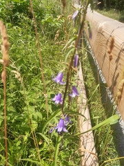 Campanula rapunculoides