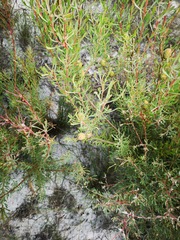 Leucadendron cinereum