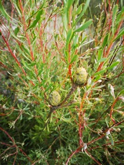 Leucadendron cinereum