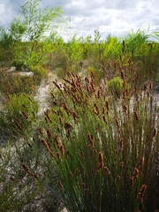 Elegia acockii