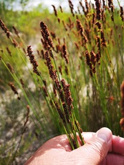 Elegia acockii