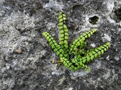 Asplenium trichomanes