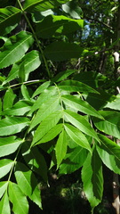 Fraxinus excelsior