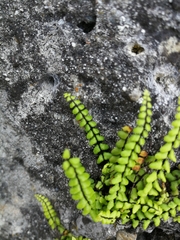 Asplenium trichomanes