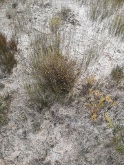 Marasmodes defoliata