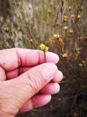 Marasmodes defoliata