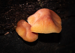 Gymnopilus purpuratus