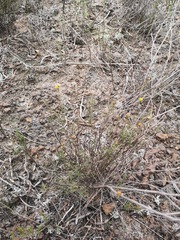 Marasmodes defoliata