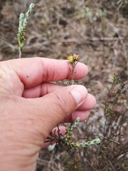 Marasmodes defoliata