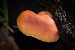 Gymnopilus purpuratus