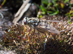 Pelecorhynchus montanus