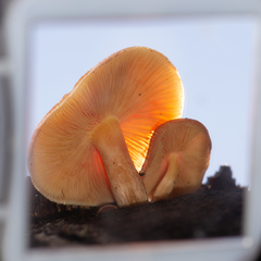 Gymnopilus purpuratus