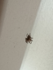 Plexippus