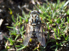 Pelecorhynchus montanus