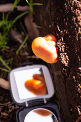 Gymnopilus purpuratus