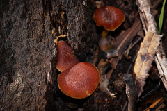 Gymnopilus purpuratus