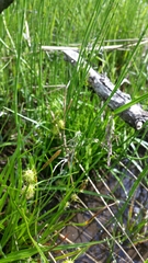 Carex lepidocarpa