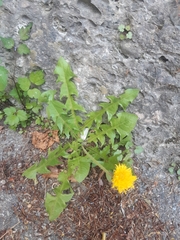 Taraxacum officinale