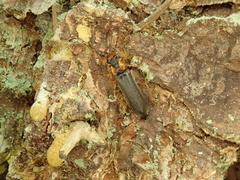 Podabrus alpinus