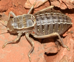 Pycnogaster inermis