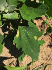 Peronospora variabilis