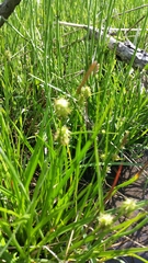 Carex lepidocarpa