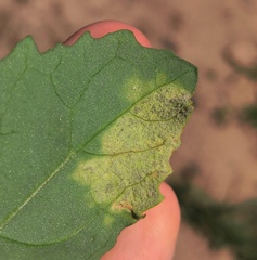 Peronospora variabilis
