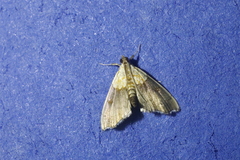 Agrotera nemoralis