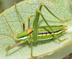 Odontura aspericauda