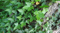 Hedera helix