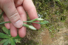 Thelymitra longifolia