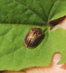 Hypocassida subferruginea