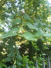 Tilia platyphyllos