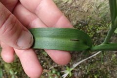 Thelymitra longifolia