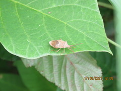 Homoeocerus dilatatus