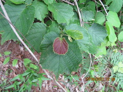 Corylus heterophylla