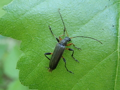 Cortodera femorata