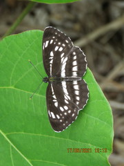 Neptis pryeri
